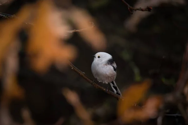 Beautiful Cute Bird Long Tailed Tit Aegithalos Caudatus Sitting Branch — Stockfoto