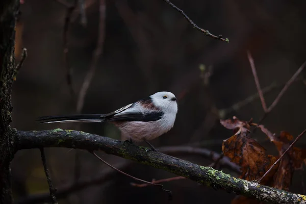 Beautiful Cute Bird Long Tailed Tit Aegithalos Caudatus Sitting Branch — 图库照片