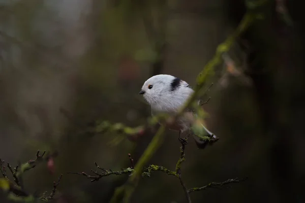 Beautiful Cute Bird Long Tailed Tit Aegithalos Caudatus Sitting Branch — 스톡 사진