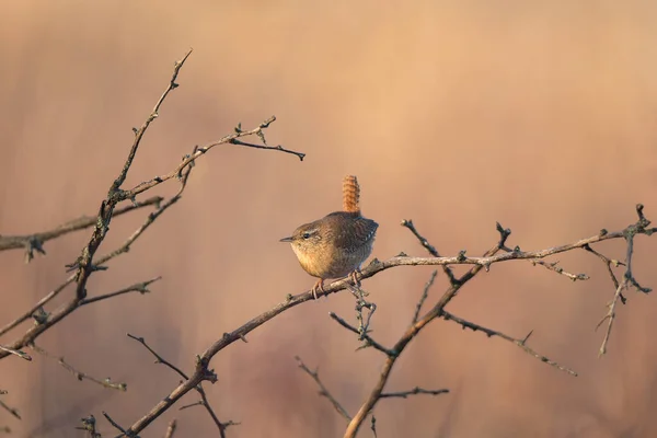 Καφέ Μικρό Ευρασιατικό Wren Troglodytes Troglodytes Κάθεται Στο Κλαδί Δέντρο — Φωτογραφία Αρχείου