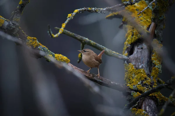 Marrone Piccolo Scricciolo Eurasiatico Troglodytes Troglodytes Seduto Sul Ramo Dell — Foto Stock