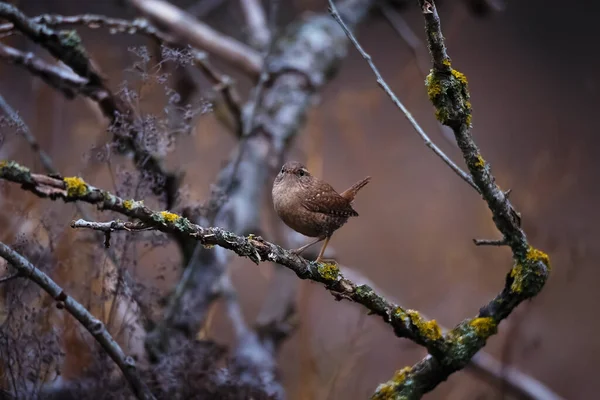 Marrone Piccolo Scricciolo Eurasiatico Troglodytes Troglodytes Seduto Sul Ramo Dell — Foto Stock