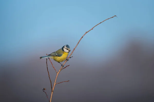 Small Cute Bird Blue Tit Sitting Twig Blue Sky Background — Φωτογραφία Αρχείου