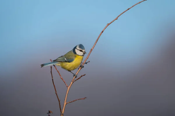 Small Cute Bird Blue Tit Sitting Twig Blue Sky Background — Stock fotografie