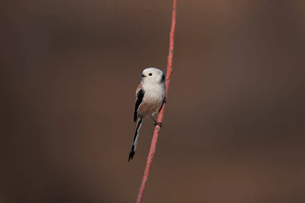 Beautiful Cute Bird Long Tailed Tit Aegithalos Caudatus Sitting Branch — 스톡 사진