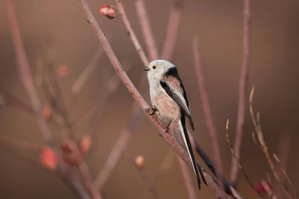 Beautiful Cute Bird Long Tailed Tit Aegithalos Caudatus Sitting Branch — ストック写真