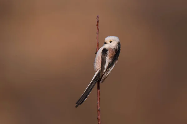 Beautiful Cute Bird Long Tailed Tit Aegithalos Caudatus Sitting Branch — Stock fotografie