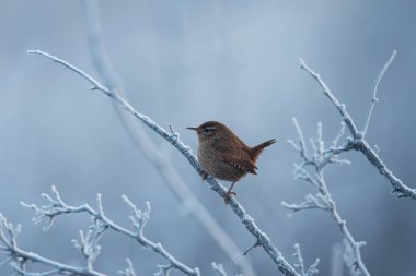 Kahverengi küçük Avrasya çalıları (Troglodit trogloditleri) kışın arka planda ağaç dalında otururlar.