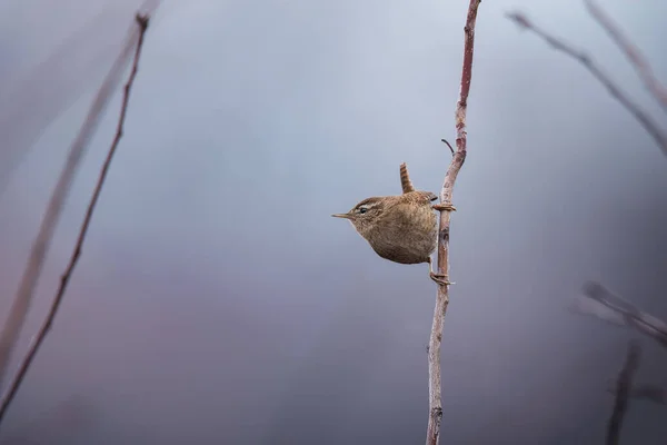 Brown Pequeno Eurasian Wren Troglodytes Troglodytes Sentado Galho Árvore Fundo — Fotografia de Stock