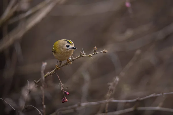 Schöne Vogel Von Goldcrest Sitzt Auf Ast Mit Trockenen Braunen — Stockfoto