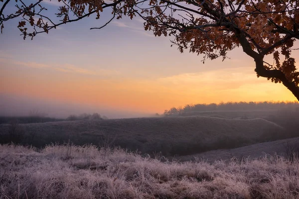 Güzel kış ya da sonbahar sonu manzarası Ağaçlar ve çimenler kırağı aydınlık gündoğumu gökyüzü arka planında