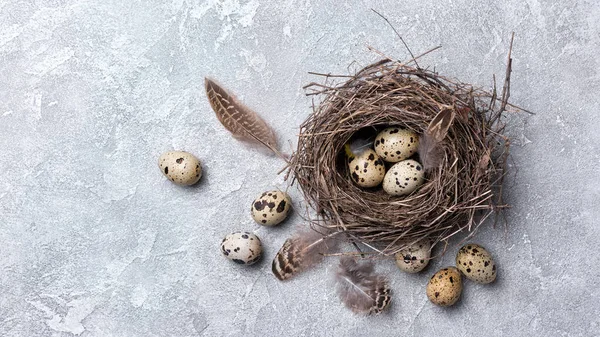 Маленькие Перепелиные Яйца Символ Пасхального Дня Птичьем Гнезде Качестве Традиционного — стоковое фото
