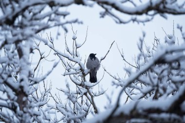 Tek siyah ve gri karga oturmuş ağaç dalında, kar yağarken mavi kış arka planında.