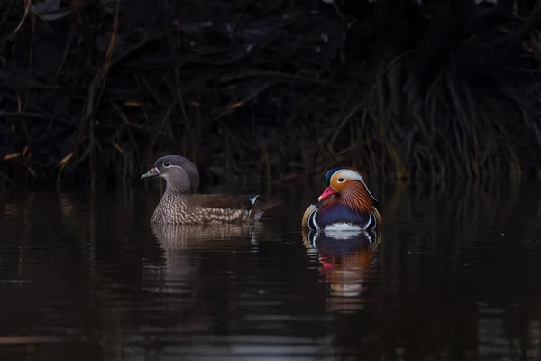 Belle Paire Colorée Canard Mandarin Aix Galericulata Nageant Dans Eau — Photo