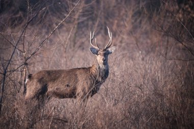 Doğal yaşam ortamında tek bir sika ya da benekli geyik (Cervus nippon) manzarası
