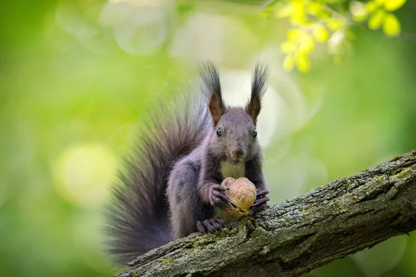 Das Porträt Eines Lustigen Schwarzen Eichhörnchens Mit Walnuss Auf Dem — Stockfoto