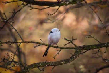 Beautiful and cute bird of long-tailed tit (Aegithalos caudatus) sitting on the branch on autumn nature background