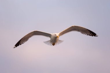 Mavi gökyüzü arka planında uçan siyah sırtlı martıların yakın çekimi