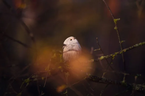 Beautiful Cute Bird Long Tailed Tit Aegithalos Caudatus Sitting Branch — 스톡 사진