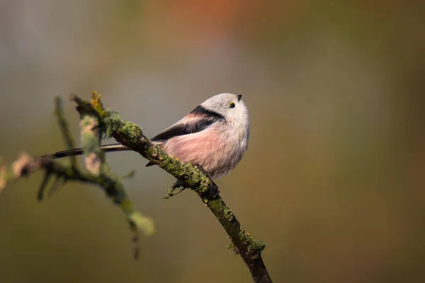 Beautiful Cute Bird Long Tailed Tit Aegithalos Caudatus Sitting Branch — 스톡 사진