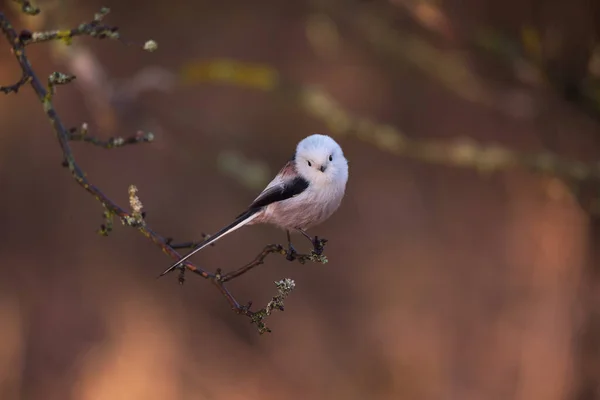 Beautiful Cute Bird Long Tailed Tit Aegithalos Caudatus Sitting Branch — Foto Stock