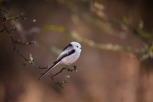 Beautiful Cute Bird Long Tailed Tit Aegithalos Caudatus Sitting Branch — Stock fotografie