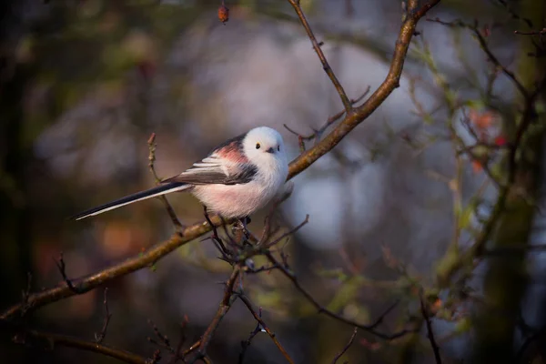 Beautiful Cute Bird Long Tailed Tit Aegithalos Caudatus Sitting Branch — 스톡 사진