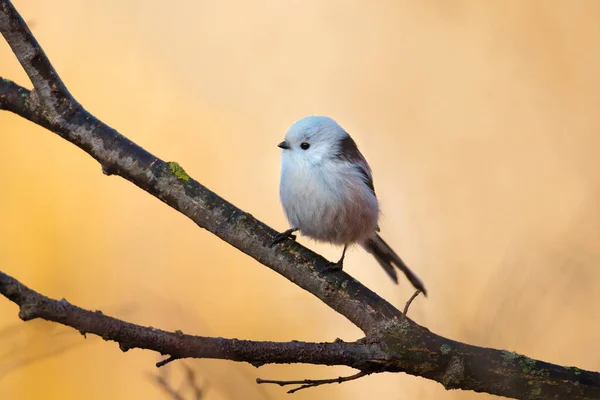 Beautiful Cute Bird Long Tailed Tit Aegithalos Caudatus Sitting Branch — 스톡 사진