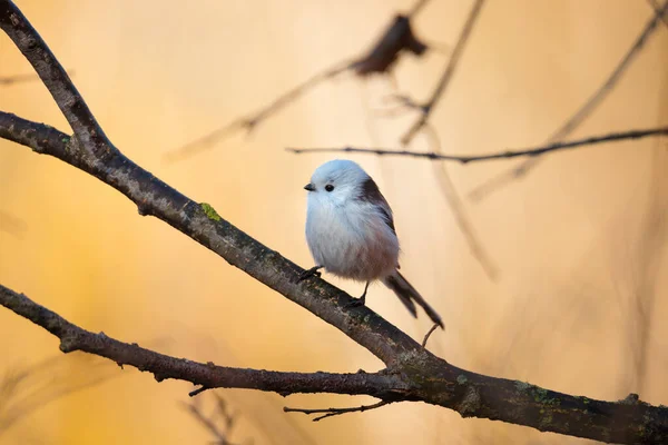 Beautiful Cute Bird Long Tailed Tit Aegithalos Caudatus Sitting Branch — Stock Fotó