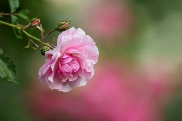 ดอกก หลาบส ชมพ สวยงามบนพ นหล ดเจน — ภาพถ่ายสต็อก