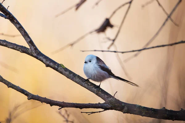 Beautiful Cute Bird Long Tailed Tit Aegithalos Caudatus Sitting Branch — 스톡 사진