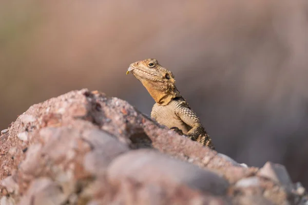 The European Agama lizard sits on a stone on nature background