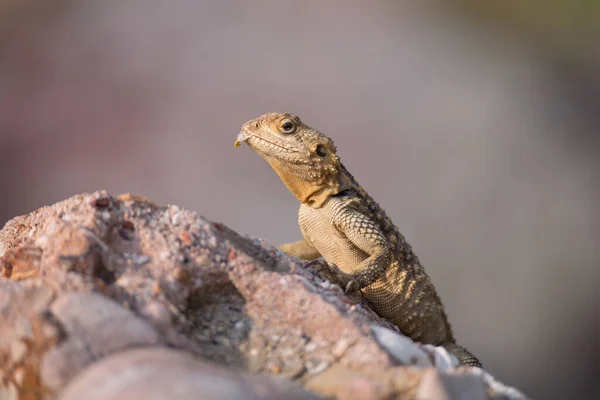 The European Agama lizard sits on a stone on nature background