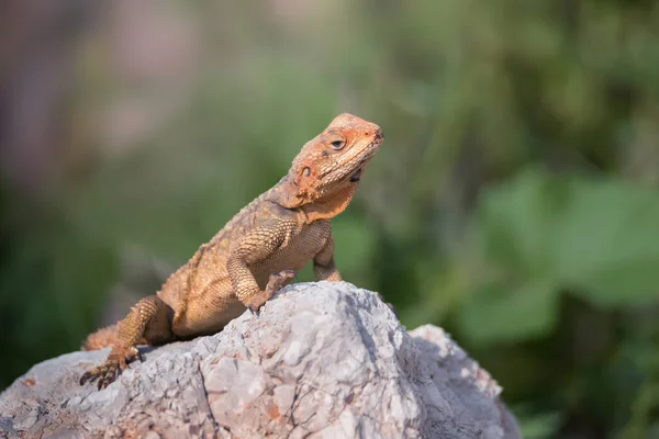 European Agama Lizard Sits Gray Stone Nature Background — Stock Photo, Image