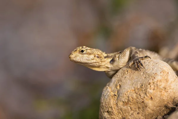 European Agama Lizard Sits Stone Nature Background — стокове фото