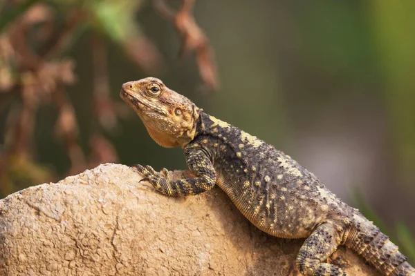 European Agama Lizard Sits Stone Nature Background —  Fotos de Stock