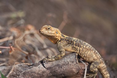 Avrupa 'daki Agama kertenkelesi yaz doğası üzerine