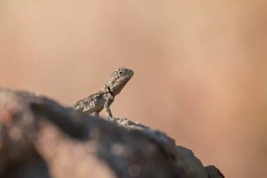 The small agama or laudakia stellio lizard sits on a stone on nature background