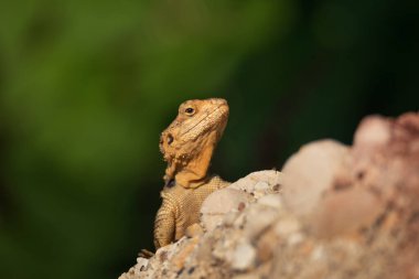 The European Agama lizard sits on a stone on green nature background