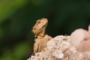The European Agama lizard sits on a stone on green nature background