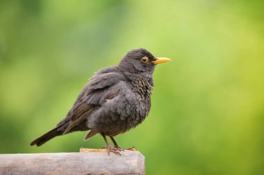 The beautiful bird, the black thrush (Turdus infuscatus) on green nature background