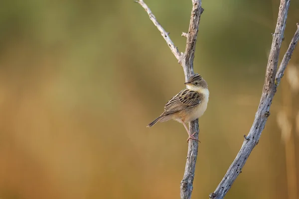 Small Cute Bird Zitting Cisticola Streaked Fantail Warbler Cisticola Juncidis — Stockfoto