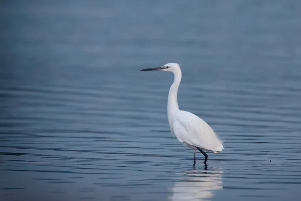 Beautiful White Little Egret Small Heron Bird Standing Water Sea — 스톡 사진