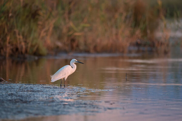 Beautiful white little egret heron (small heron) bird standing in the water on nature background