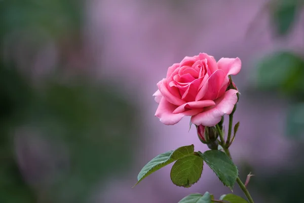 Close Beautiful Pink Rose Flower Blurred Background — Stock Photo, Image