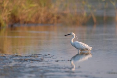 Güzel beyaz balıkçıl (küçük balıkçıl) kuş doğanın arka planında suda duruyor ve balık tutuyor.