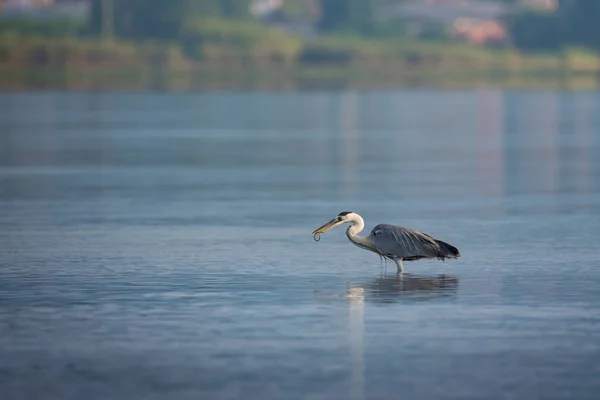 Bellissimo Uccello Airone Grigio Piedi Acqua Caccia Pesca Sfondo Naturale — Foto Stock