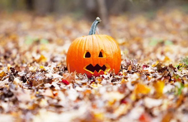 Pumpkin in autumn leaves Royalty Free Stock Images