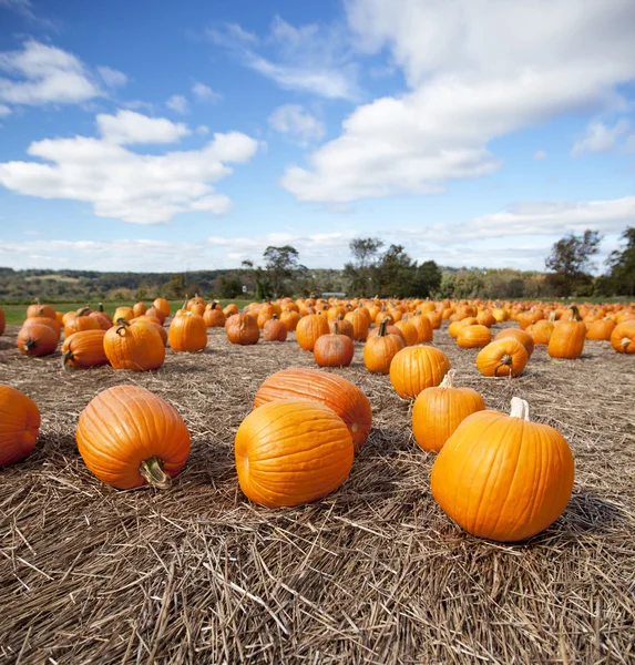 Calabazas en exhibición en el otoño —  Fotos de Stock