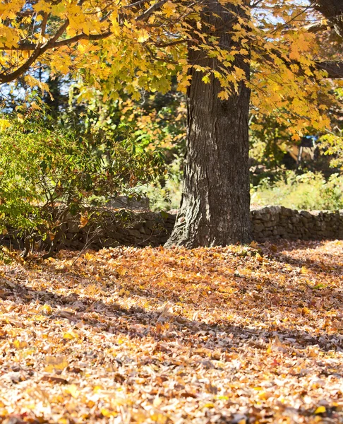 Fall listí v parku — Stock fotografie